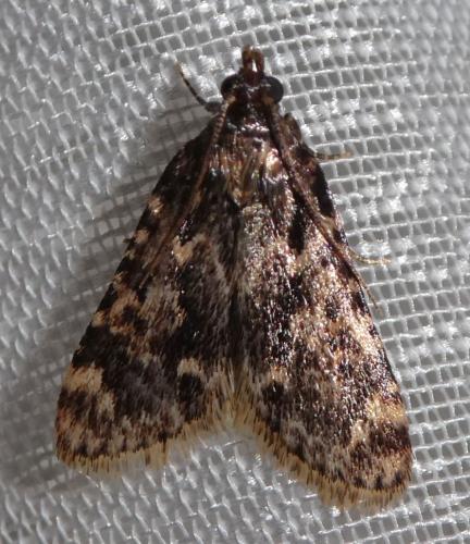 Réf. 264 585 : Aglossa caprealis